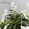 Neofinetia falcata Daiunkai 大雲海 Япония